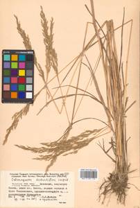 Calamagrostis arundinacea (L.) Roth, Siberia, Russian Far East (S6) (Russia)