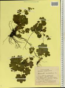 Alchemilla murbeckiana Buser, Eastern Europe, Northern region (E1) (Russia)