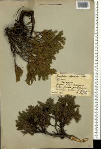 Juniperus communis var. communis, Crimea (KRYM) (Russia)