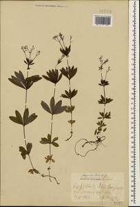 Galium odoratum (L.) Scop., Caucasus, Georgia (K4) (Georgia)