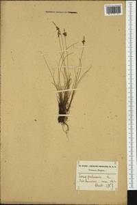 Carex pulicaris L., Western Europe (EUR) (Belgium)