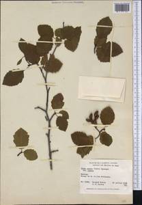 Alnus incana subsp. rugosa (Du Roi) R.T.Clausen, America (AMER) (Canada)