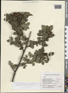 Rosa dumalis subsp. dumalis, Crimea (KRYM) (Russia)