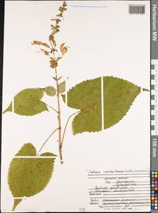Salvia glutinosa L., Caucasus, North Ossetia, Ingushetia & Chechnya (K1c) (Russia)
