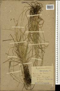 Carex divulsa Stokes, Caucasus, Krasnodar Krai & Adygea (K1a) (Russia)