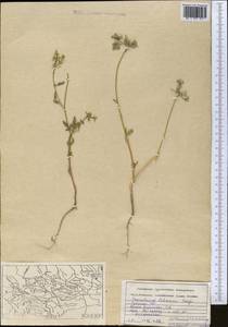 Eremodaucus lehmannii Bunge, Middle Asia, Pamir & Pamiro-Alai (M2) (Uzbekistan)