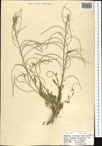 Sisymbrium brassiciforme C.A. Mey., Middle Asia, Western Tian Shan & Karatau (M3) (Kyrgyzstan)