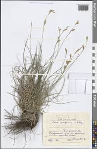 Carex pediformis C.A.Mey., Siberia, Baikal & Transbaikal region (S4) (Russia)