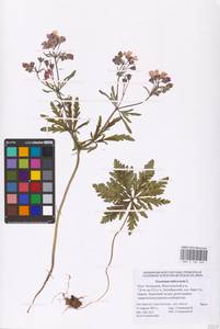 Geranium tuberosum L., Eastern Europe, Lower Volga region (E9) (Russia)