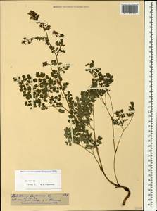 Thalictrum foetidum L., Caucasus, Dagestan (K2) (Russia)