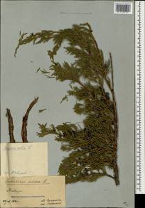 Juniperus sabina L., Caucasus, Stavropol Krai, Karachay-Cherkessia & Kabardino-Balkaria (K1b) (Russia)