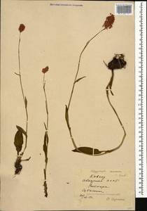 Bistorta carnea (K. Koch) Kom., Caucasus, Abkhazia (K4a) (Abkhazia)