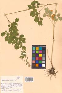 Thalictrum minus subsp. elatum (Jacq.) Stoj. & Stef., Siberia, Russian Far East (S6) (Russia)