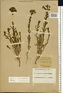 Lepidium campestre (L.) W.T. Aiton, Eastern Europe, Eastern region (E10) (Russia)