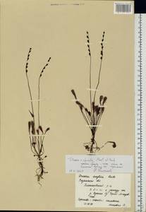 Drosera × obovata Mert. & W. D. J. Koch, Eastern Europe, Central region (E4) (Russia)