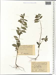Euphorbia hirta L., Africa (AFR) (Seychelles)