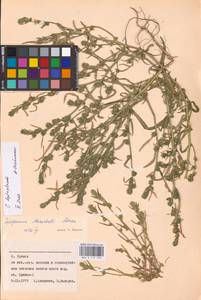 Corispermum pallasii Steven, Eastern Europe, Western region (E3) (Russia)