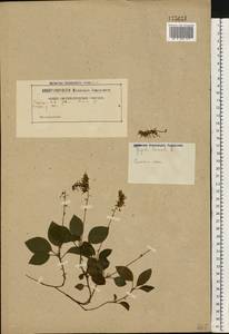 Orthilia secunda (L.) House, Eastern Europe, Belarus (E3a) (Belarus)