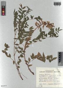 KUZ 001 326, Hedysarum neglectum Ledeb., Siberia, Altai & Sayany Mountains (S2) (Russia)