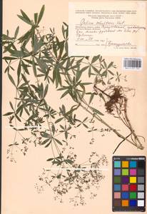 Galium intermedium Schult., Eastern Europe, Moscow region (E4a) (Russia)