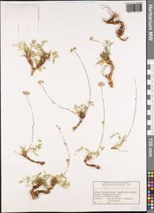 Seseli montanum L., Africa (AFR) (Morocco)