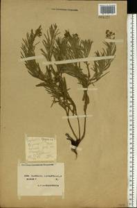 Euphorbia virgata Waldst. & Kit., Eastern Europe, North Ukrainian region (E11) (Ukraine)