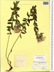 Linum hypericifolium Salisb., Caucasus, Stavropol Krai, Karachay-Cherkessia & Kabardino-Balkaria (K1b) (Russia)