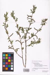 Salix vinogradovii A. K. Skvortsov, Eastern Europe, Central forest-and-steppe region (E6) (Russia)