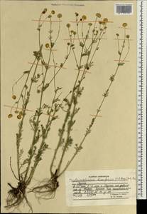 Tripleurospermum disciforme (C. A. Mey.) Sch. Bip., South Asia, South Asia (Asia outside ex-Soviet states and Mongolia) (ASIA) (Afghanistan)