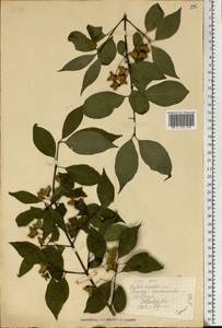 Euonymus, Eastern Europe, West Ukrainian region (E13) (Ukraine)