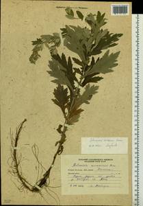 Artemisia koidzumii Nakai, Siberia, Russian Far East (S6) (Russia)