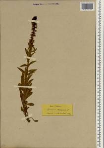 Lysimachia atropurpurea L., South Asia, South Asia (Asia outside ex-Soviet states and Mongolia) (ASIA) (Turkey)