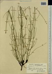 Equisetum ramosissimum Desf., Eastern Europe, Central forest-and-steppe region (E6) (Russia)