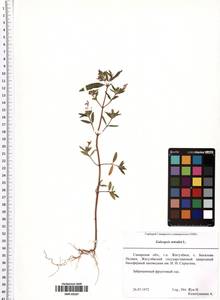 Galeopsis tetrahit L., Eastern Europe, Middle Volga region (E8) (Russia)