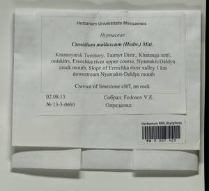 Ctenidium molluscum (Hedw.) Mitt., Bryophytes, Bryophytes - Krasnoyarsk Krai, Tyva & Khakassia (B17) (Russia)