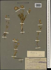 Lomelosia rotata (M. Bieb.) Greuter & Burdet, Caucasus, Azerbaijan (K6) (Azerbaijan)