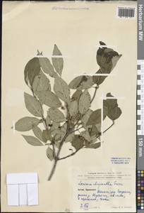 Lonicera chrysantha Turcz., South Asia, South Asia (Asia outside ex-Soviet states and Mongolia) (ASIA) (China)