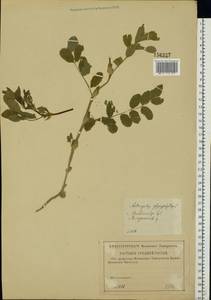 Astragalus glycyphyllos L., Eastern Europe, Central region (E4) (Russia)