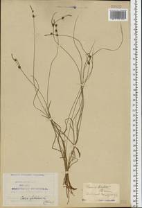 Carex globularis L., Eastern Europe, Northern region (E1) (Russia)