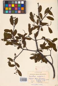 Loranthus europaeus Jacq., Eastern Europe, West Ukrainian region (E13) (Ukraine)
