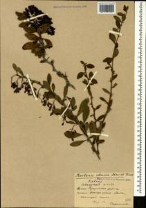 Berberis iberica Stev. & Fisch. ex DC., Caucasus, Abkhazia (K4a) (Abkhazia)