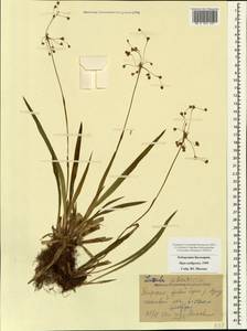 Luzula pilosa (L.) Willd., Caucasus, Stavropol Krai, Karachay-Cherkessia & Kabardino-Balkaria (K1b) (Russia)