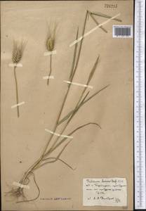 Triticum turgidum subsp. durum (Desf.) Husn., Middle Asia, Syr-Darian deserts & Kyzylkum (M7)