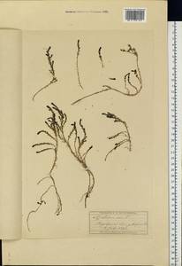 Sedum acre L., Eastern Europe, Moscow region (E4a) (Russia)