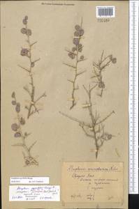 Atraphaxis pyrifolia Bunge, Middle Asia, Pamir & Pamiro-Alai (M2)