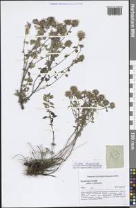 Ziziphora clinopodioides Lam., Siberia, Altai & Sayany Mountains (S2) (Russia)