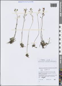 Draba hirta L., Siberia, Western Siberia (S1) (Russia)