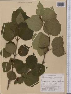 Viburnum edule (Michx.) Raf., America (AMER) (United States)