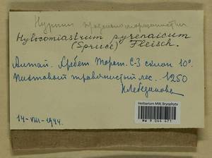 Hylocomiastrum pyrenaicum (Spruce) M. Fleisch. ex Broth., Bryophytes, Bryophytes - Western Siberia (including Altai) (B15) (Russia)