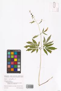 Cardamine bulbifera (L.) Crantz, Eastern Europe, Western region (E3) (Russia)